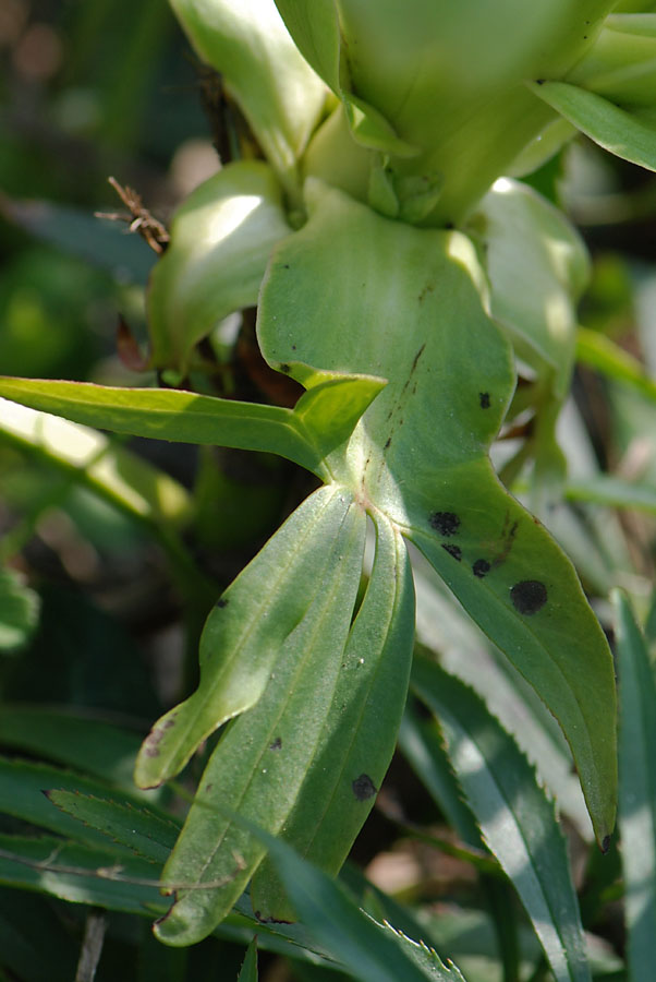 Helleborus foetidus / Elleboro puzzolente